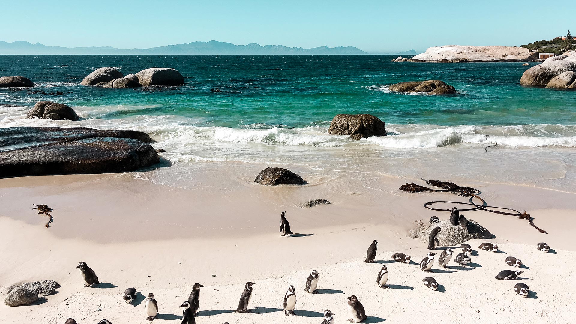 Kapstadts Pinguine hautnah erleben